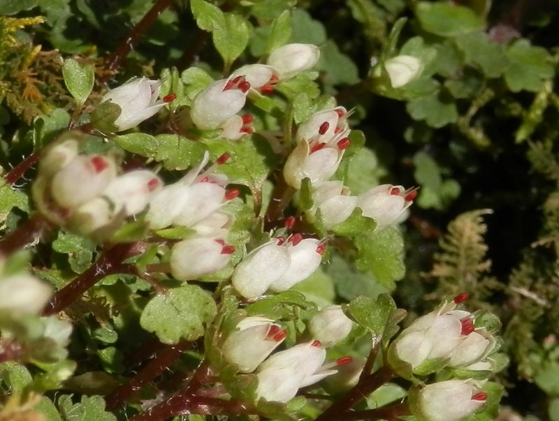 ハナネコノメが太陽に向かって
