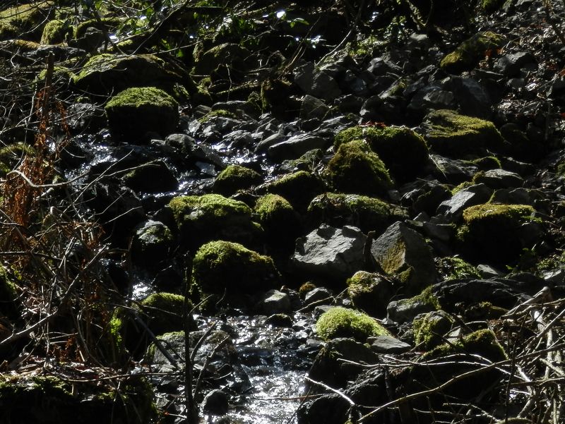 ザリクボは苔ばかり？