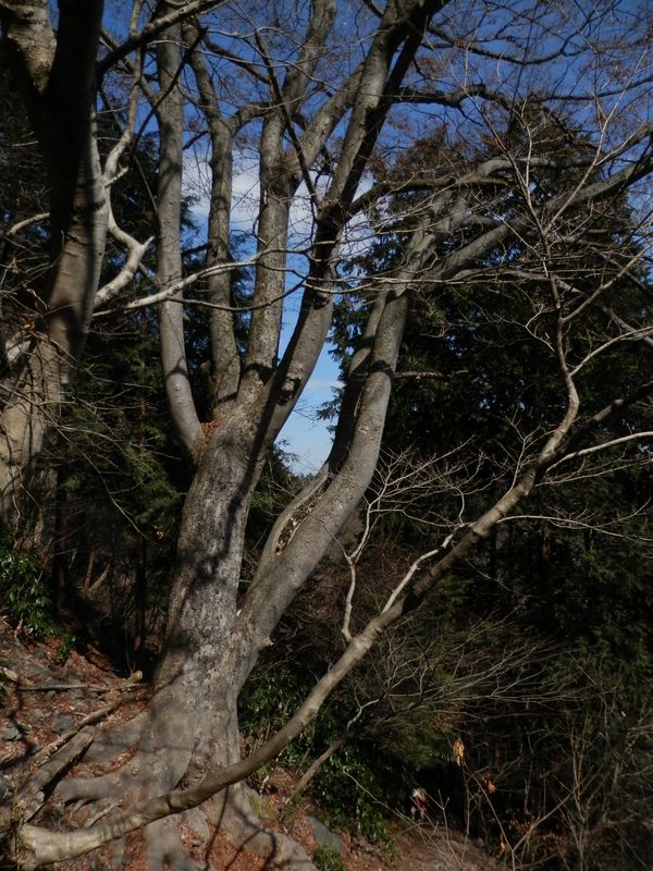 生きた木に落書きしないで