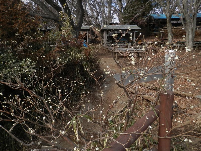 景信茶屋前のミツマタのつぼみ