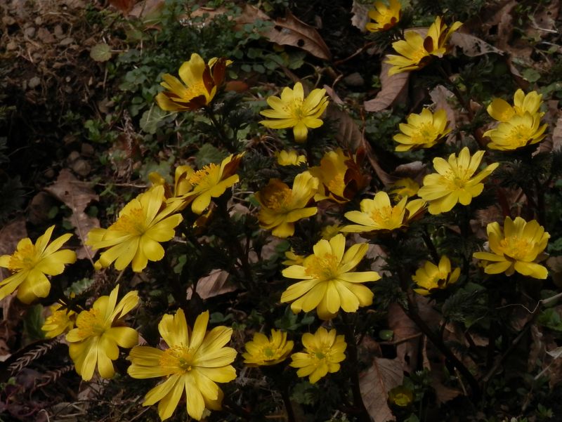 フクジュソウの保護地にやって来た