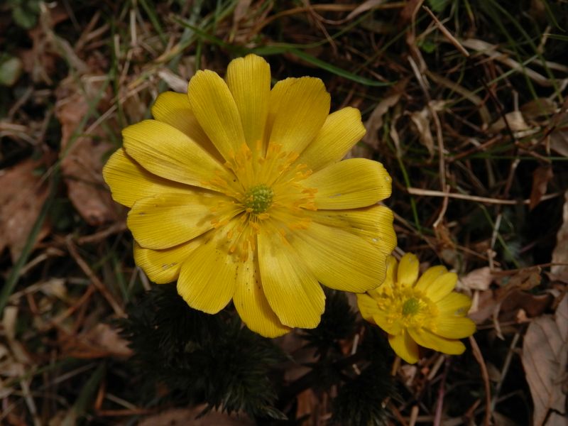 パラボラアンテナのように咲くフクジュソウ