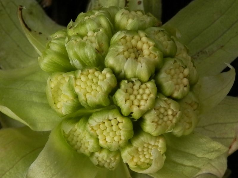 フキノトウも、こんにちは