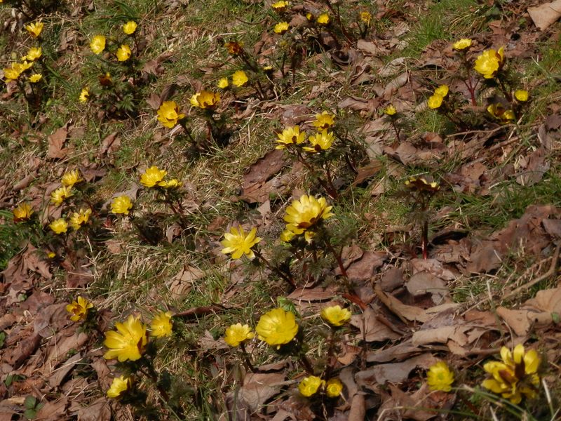 日当たりのよい落葉の斜面に咲くフクジュソウ