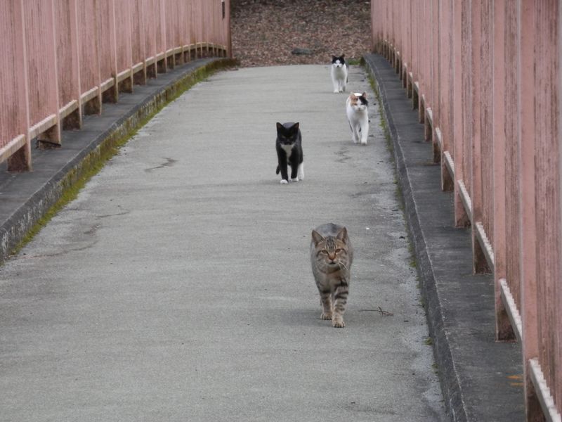 何だ！あの猫たちは！？