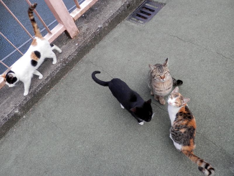 猫の目は、可愛かったり、怖そうだったり