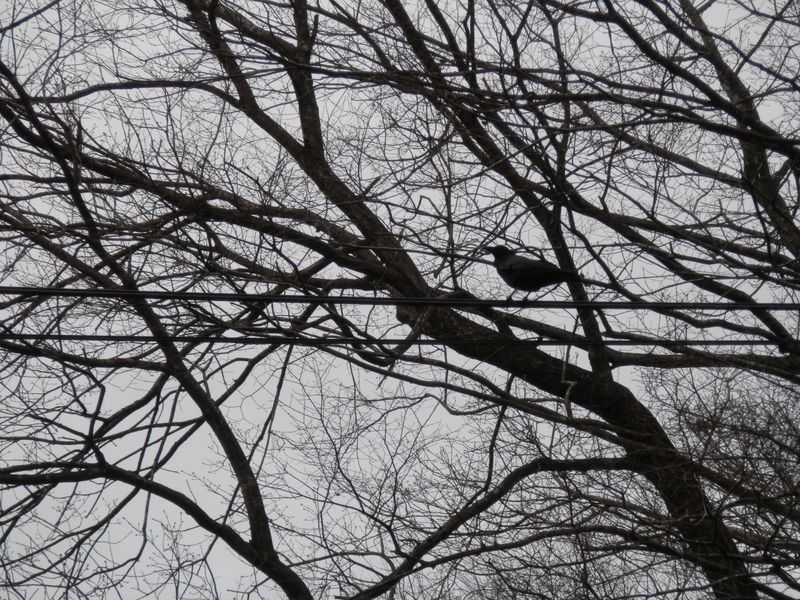 カラスが繰り返しクルミの実を落とす