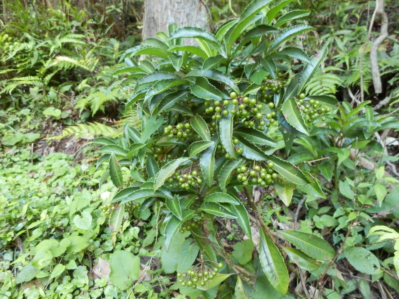 青い実のマンリョウ