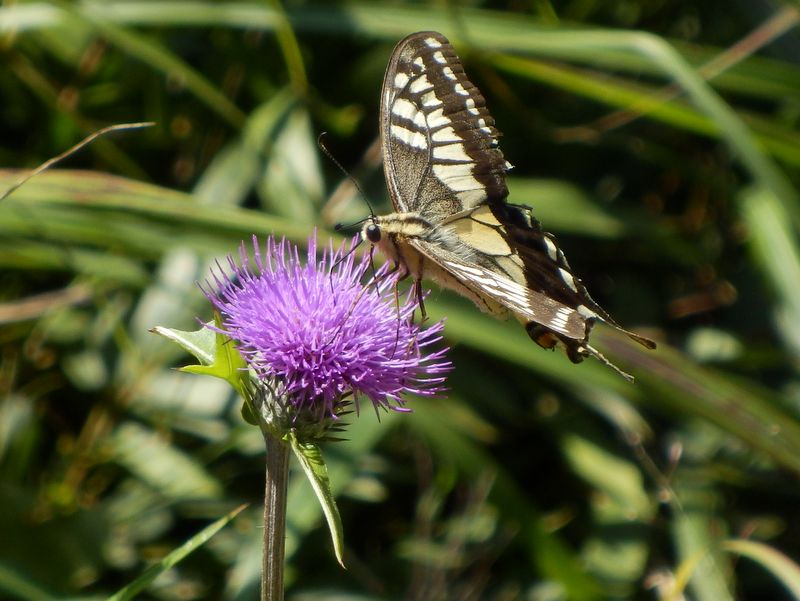 タムラソウにキアゲハ