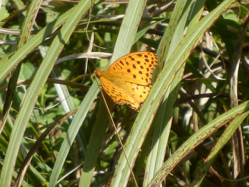 ツマグロヒョウモン（♂）