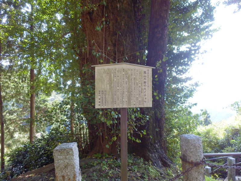 高山不動の大イチョウ