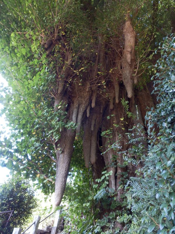 大イチョウから垂れ下がる気根