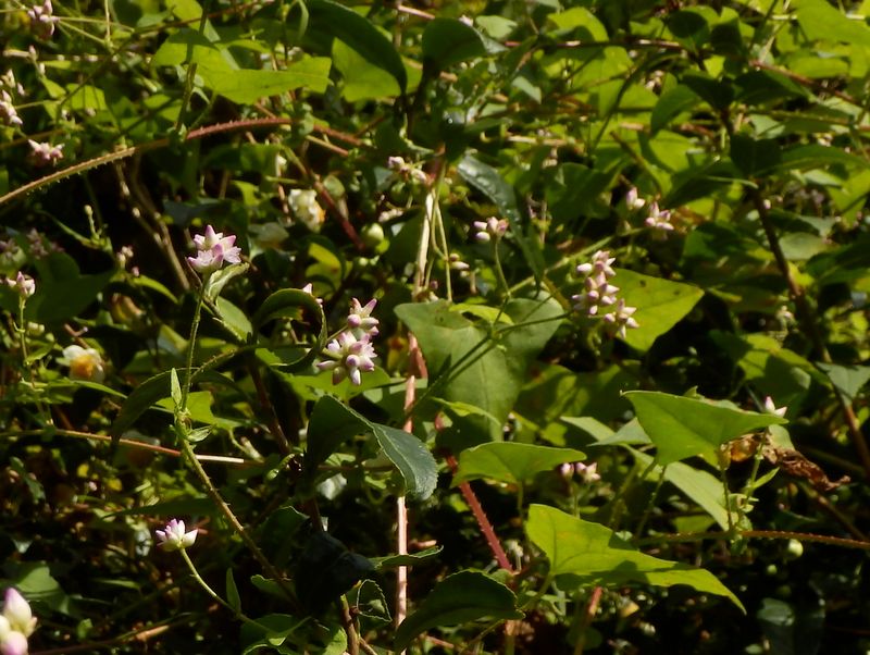 棘が痛い、ママコノシリヌグイ