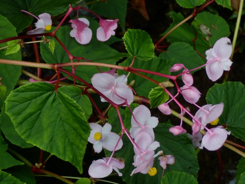 シュウカイドウ"