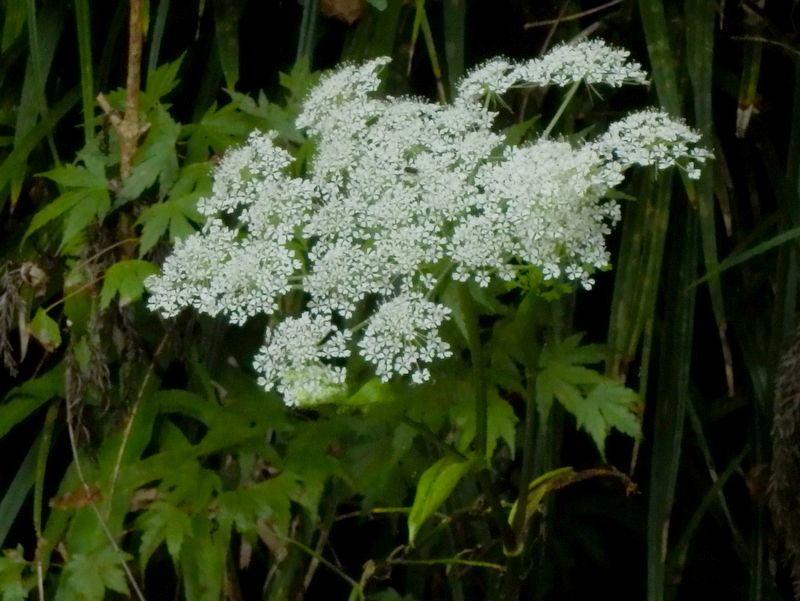 シラネセンキュウに似た花