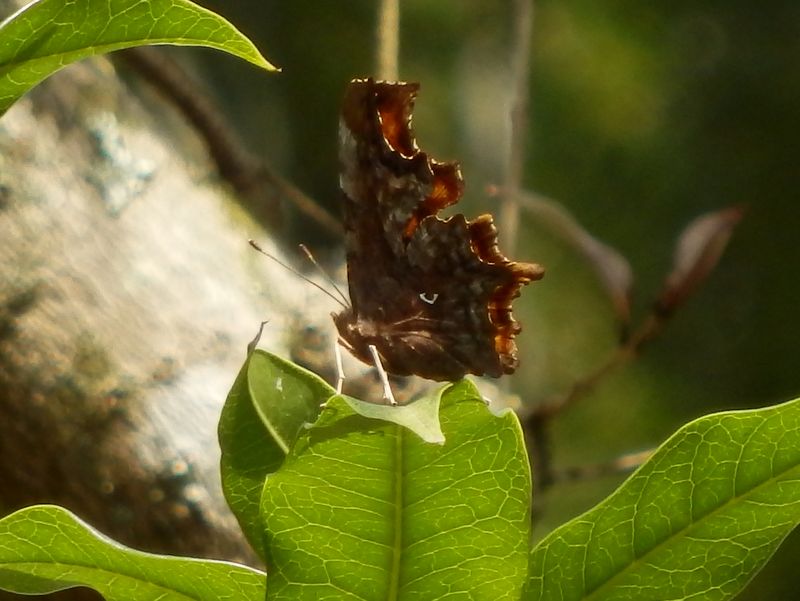 Ｃの文字があるから、シータテハ