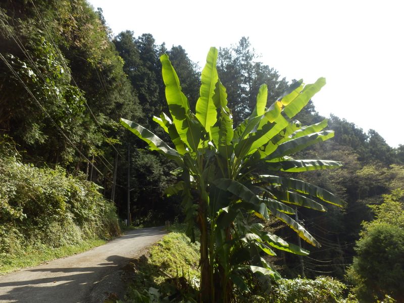 あれ、バナナの木？