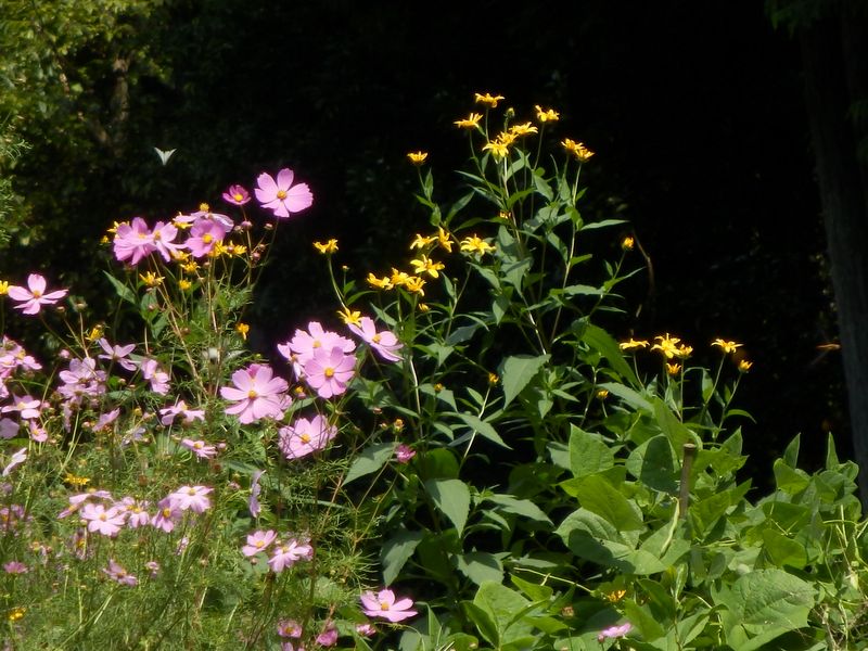 蝶やトンボやコスモスや