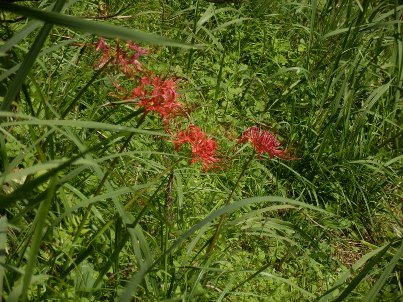 ヒガンバナに見送られて