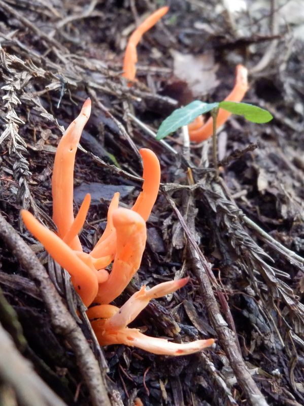 カエンタケ（毒キノコ）