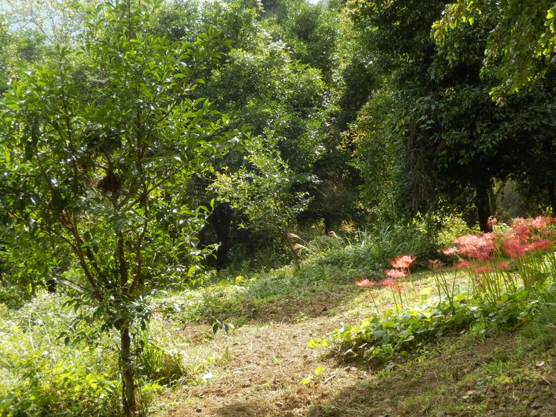 風影に、ヒガンバナが僅かに