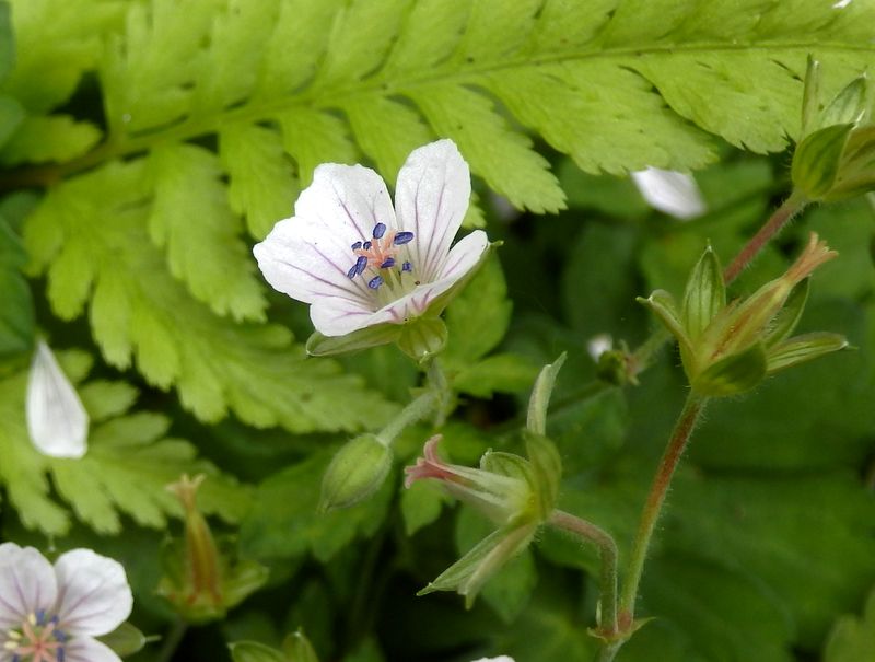 ゲンノショウコ