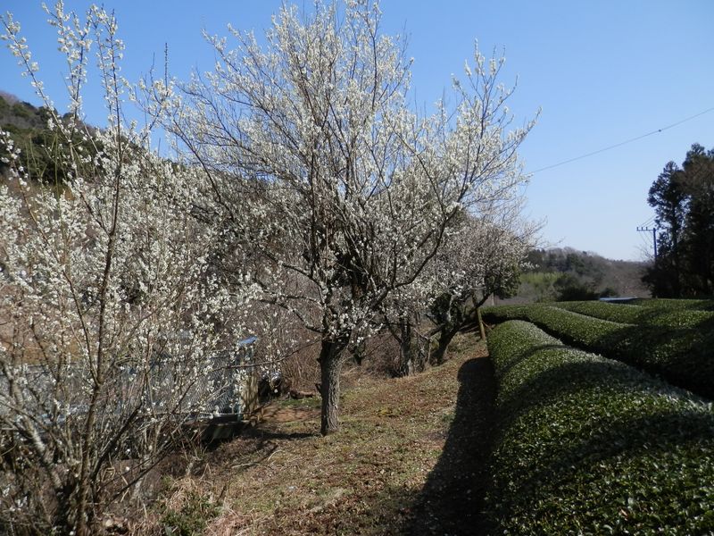 茶畑と白梅