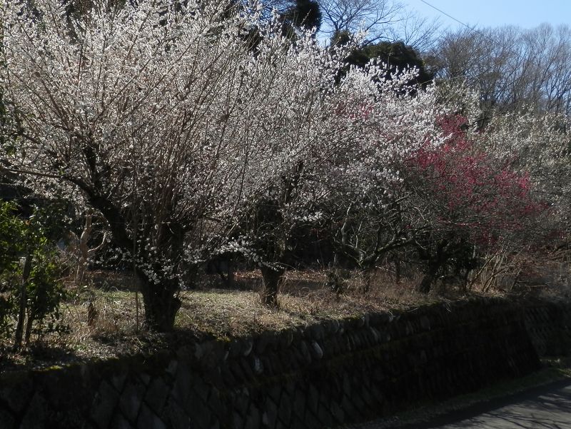 石垣の道と梅林