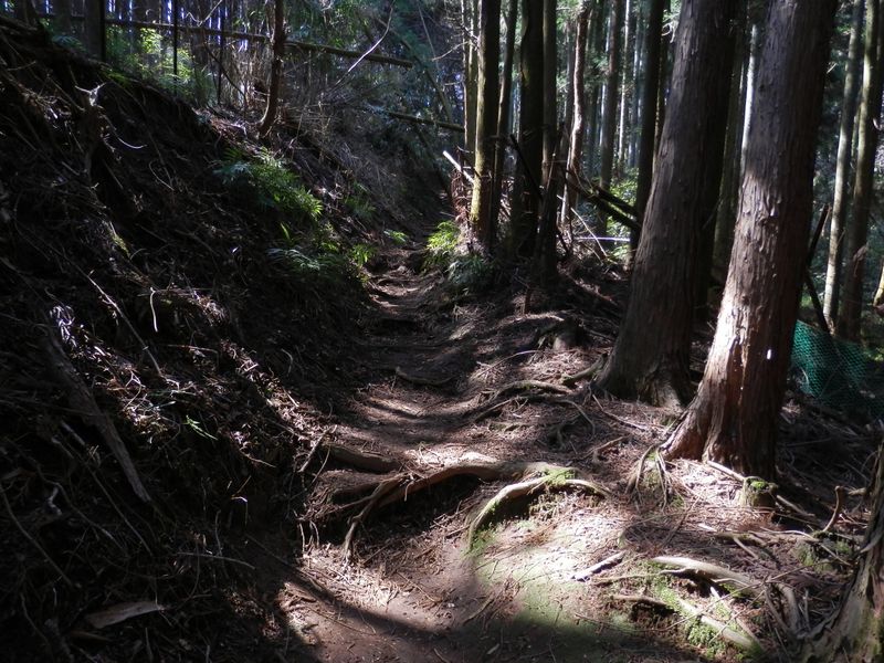 荒れた感じのする参道