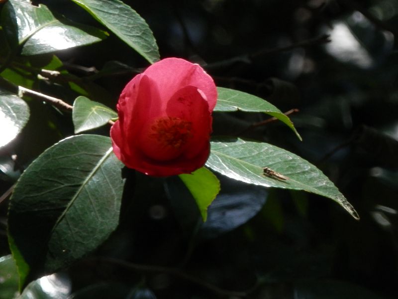 八丁目と九丁目の間に、ヤブツバキの群落