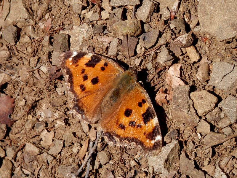 冬越しのヒオドシチョウ