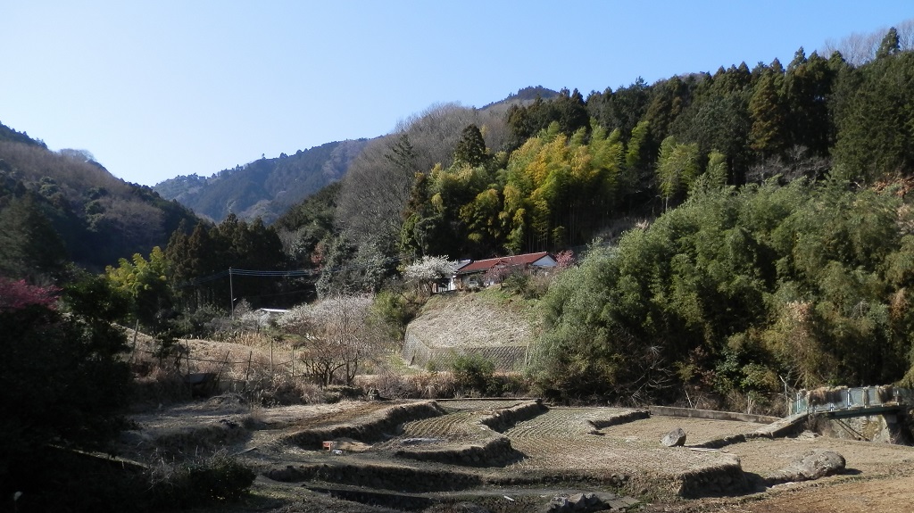 午後の鐘ヶ嶽と棚田と紅白梅