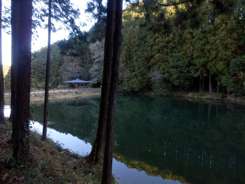 天王池に映る木々と空