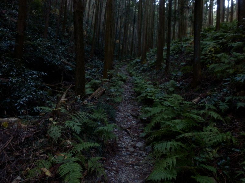 シダの多い登山道