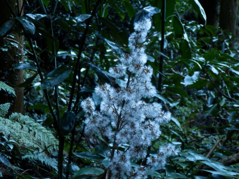 花のない季節なので