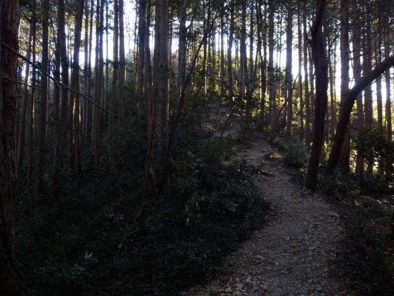 官ノ倉山 -- もうすぐ山頂
