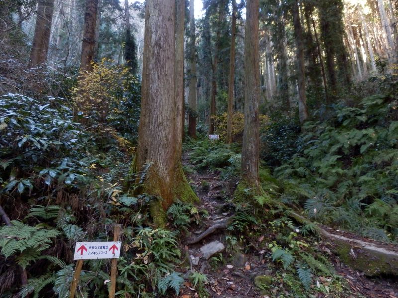 官ノ倉山 -- 登山道終点