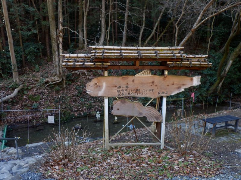 何の魚を飼っているのだろう？