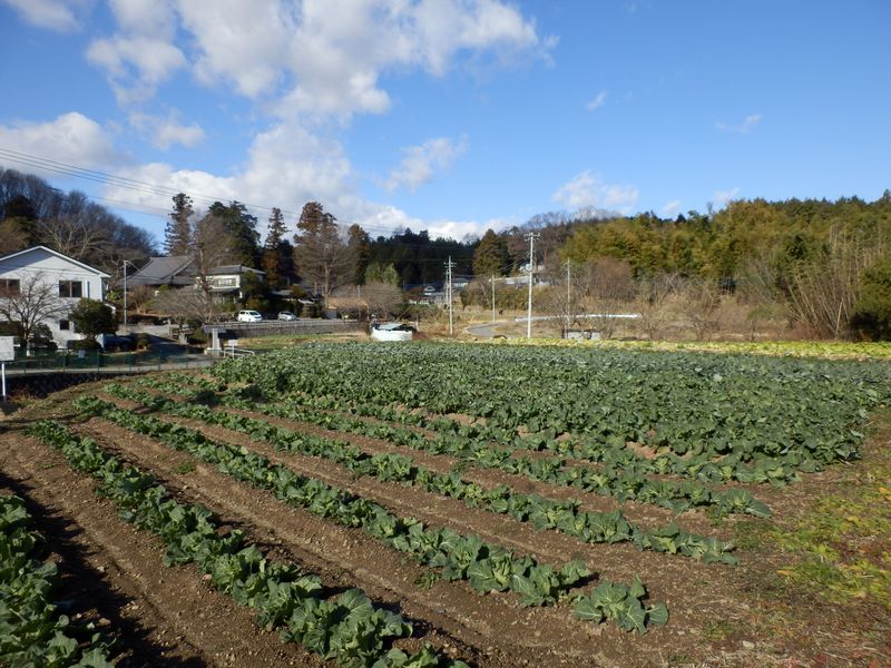 長福寺（左奥）を振り返る