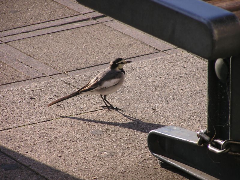 刈寄山 -- 武蔵五日市駅のバス乗り場に来たハクセキレイ