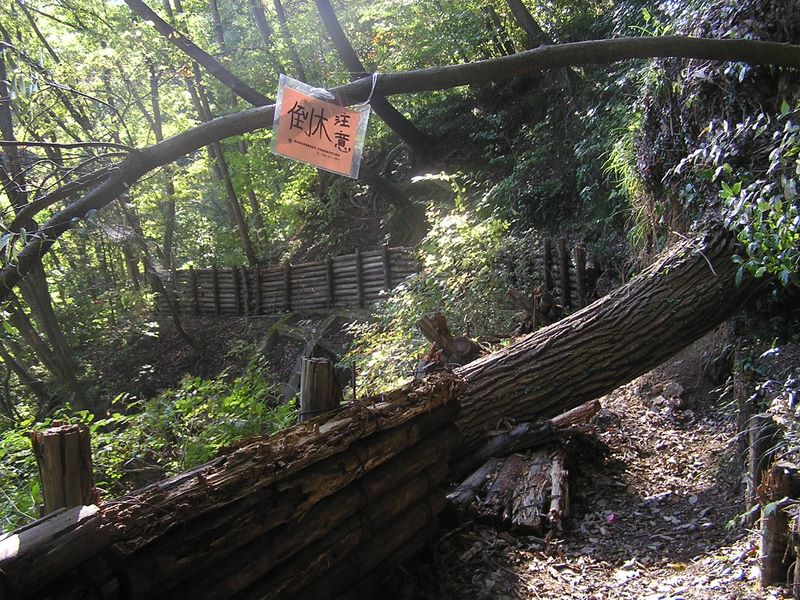 刈寄山 -- 根元から倒れている