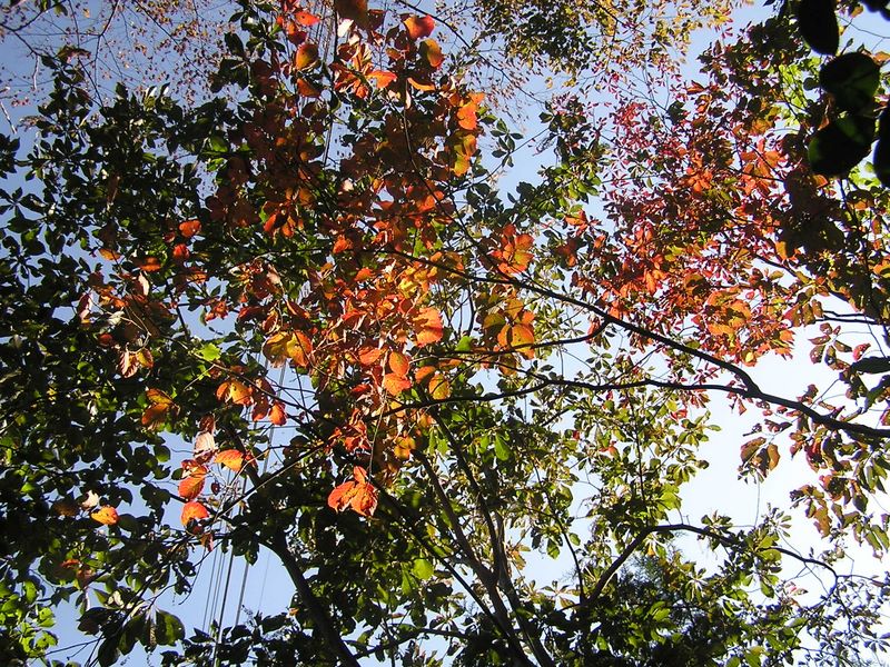 刈寄山 -- 少しだけ紅葉