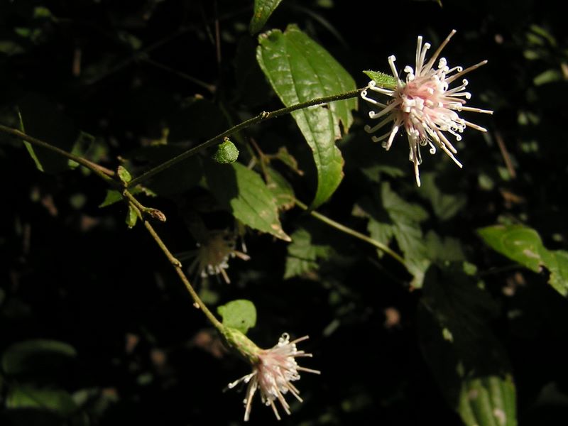 刈寄山 -- カシワバハグマ