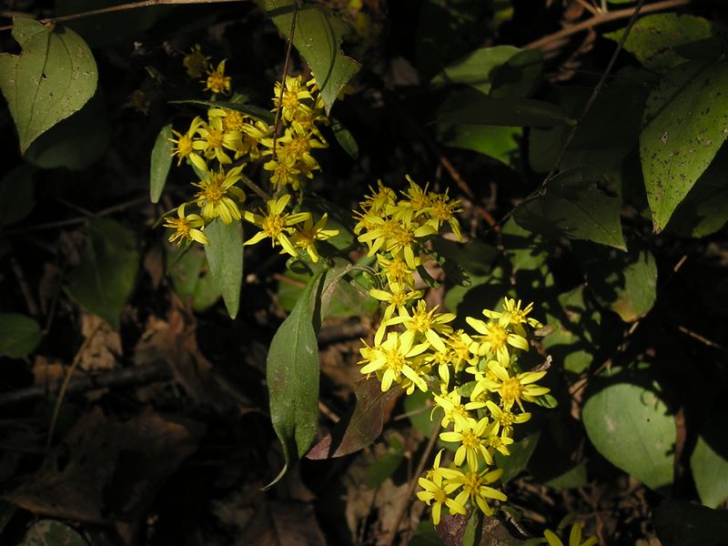 刈寄山 -- アキノキリンソウ