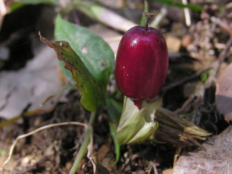 刈寄山 -- ツルリンドウの実