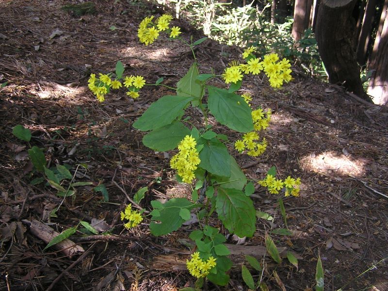 刈寄山 -- ヤクシソウかな？ 