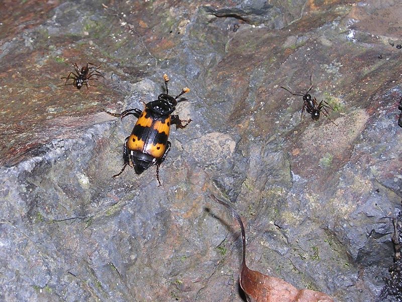 刈寄山 -- ヨツボシモンシデムシ