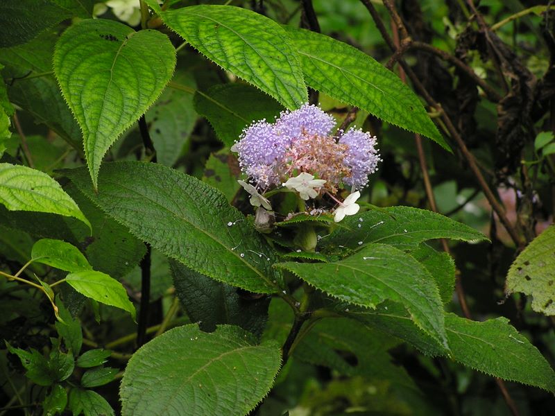 刈寄山 -- まだアジサイが見られた