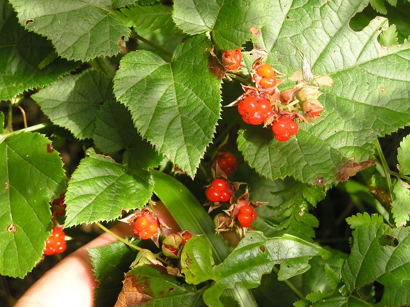 刈寄山 -- 美味しそうな色だったので口にしたが