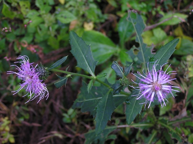 刈寄山 -- アザミの一種のようだけど…